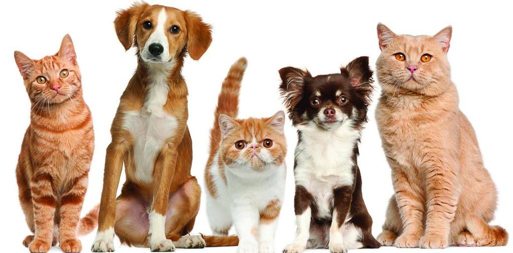 Доска объявлений о животных | ЗооТом - продажа, вязка и услуги для животных в Заволжье
