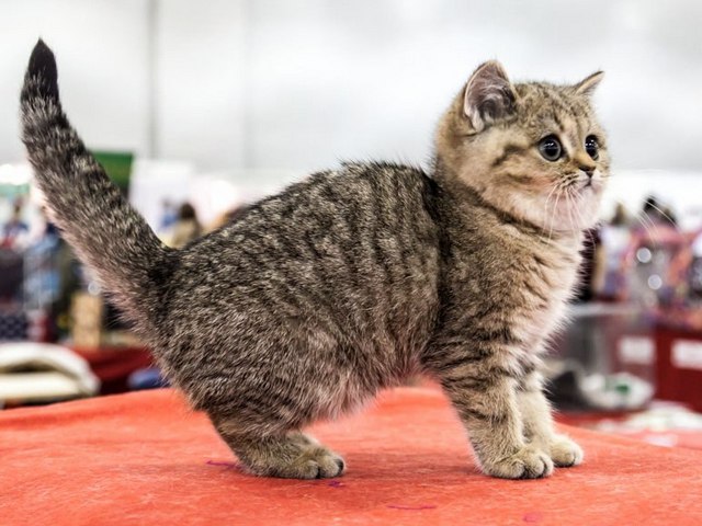 Породы кошек в Заволжье | ЗооТом портал о животных