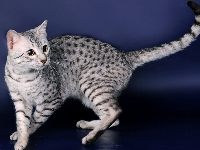 Породы кошек в Заволжье | ЗооТом портал о животных