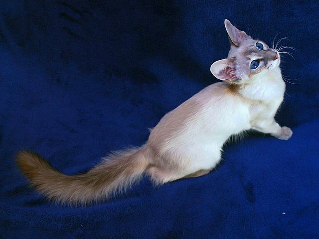 Выведенные породы кошек в Заволжье | ЗооТом портал о животных