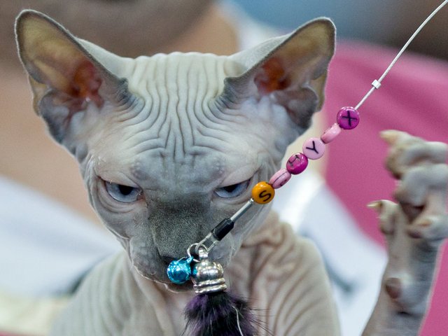 Выставки кошек в Заволжье | ЗооТом портал о животных