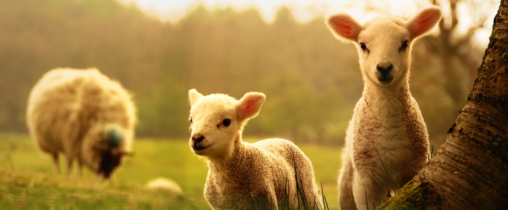 Объявления о сельскохозяйственных животных | ЗооТом - продажа, вязка и услуги для животных в Заволжье
