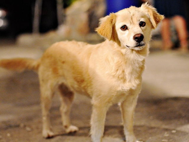 Породы собак в Заволжье | ЗооТом портал о животных
