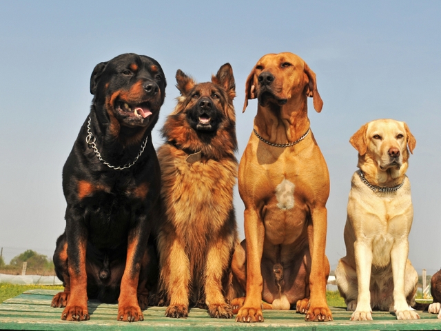 Крупные породы собак в Заволжье | ЗооТом портал о животных