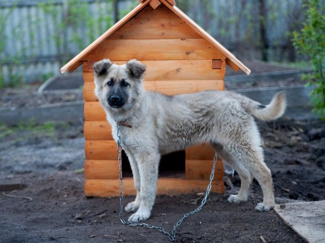 Все о собаках в Заволжье